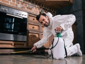Pest Control Sydney: How to Keep Your Retail Store Pest-Free