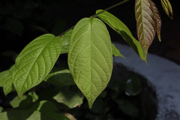 The Most Potent Kratom Strains for Pain You Need to Know