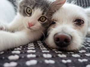 The Art of Pet Care Handpicked Dog and Cat Supplies for Stylish Owners